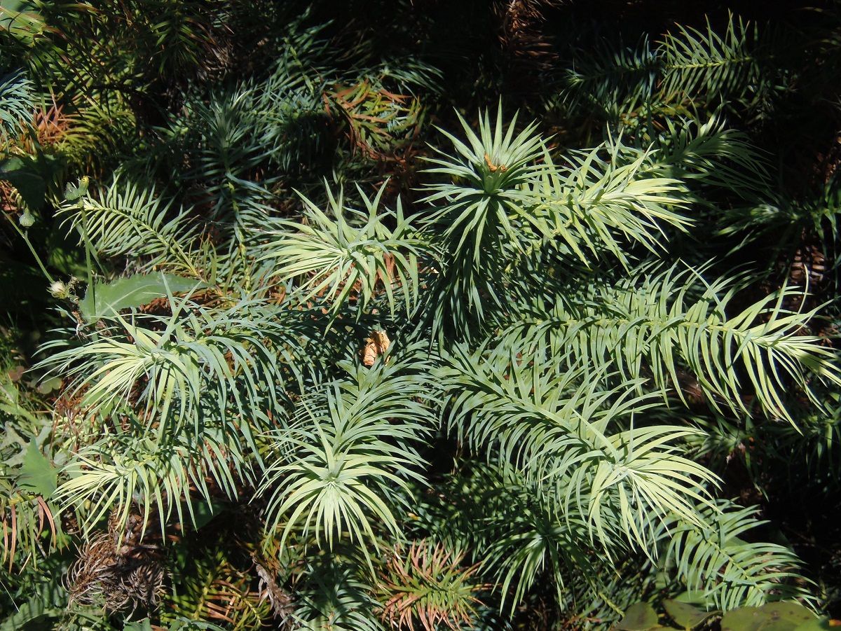 Image of Cunninghamia lanceolata specimen.