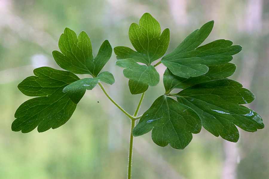 Image of Aquilegia vulgaris specimen.