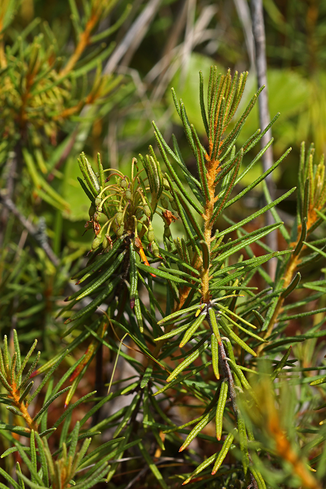 Image of Ledum subulatum specimen.