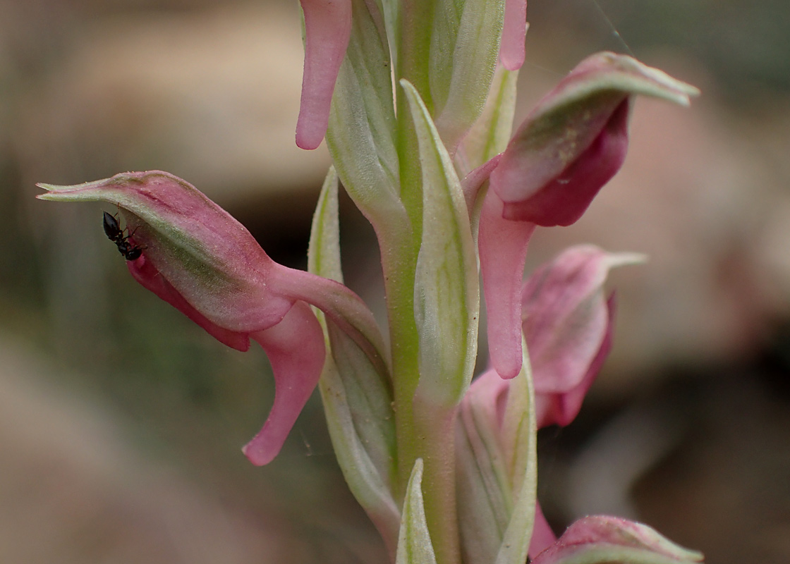 Image of Anacamptis sancta specimen.