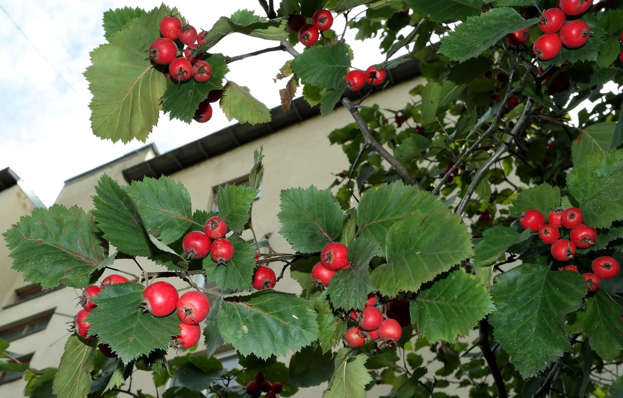 Изображение особи Crataegus crus-galli.