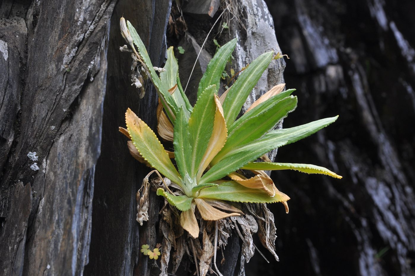 Image of Primula bayernii specimen.