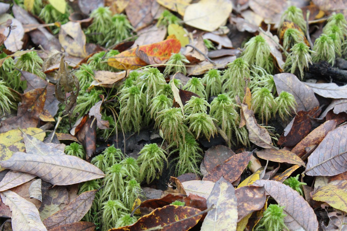 Изображение особи Sphagnum squarrosum.