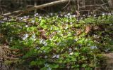 Oxalis acetosella. Цветущие растения. Псковская обл., Великолукский р-н, долина р. Ловать, смешанный лес. 07.05.2018.