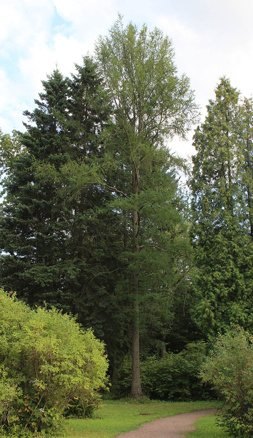 Image of Larix laricina specimen.