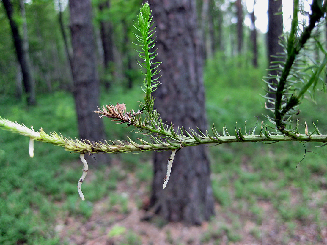 Изображение особи Lycopodium annotinum.