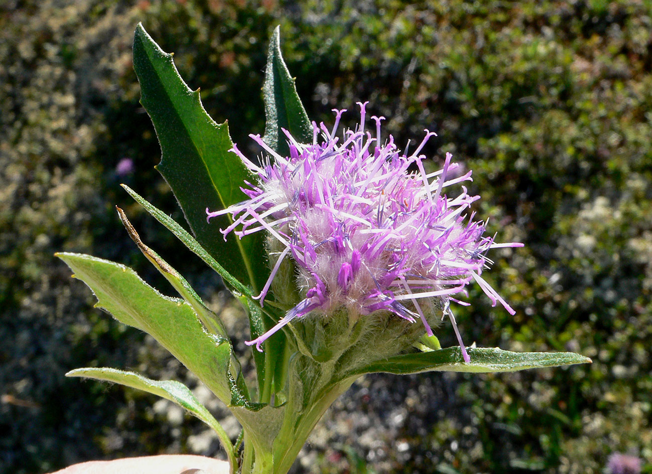 Image of Saussurea tilesii specimen.