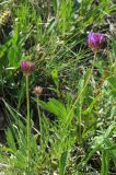 Astragalus stenanthus