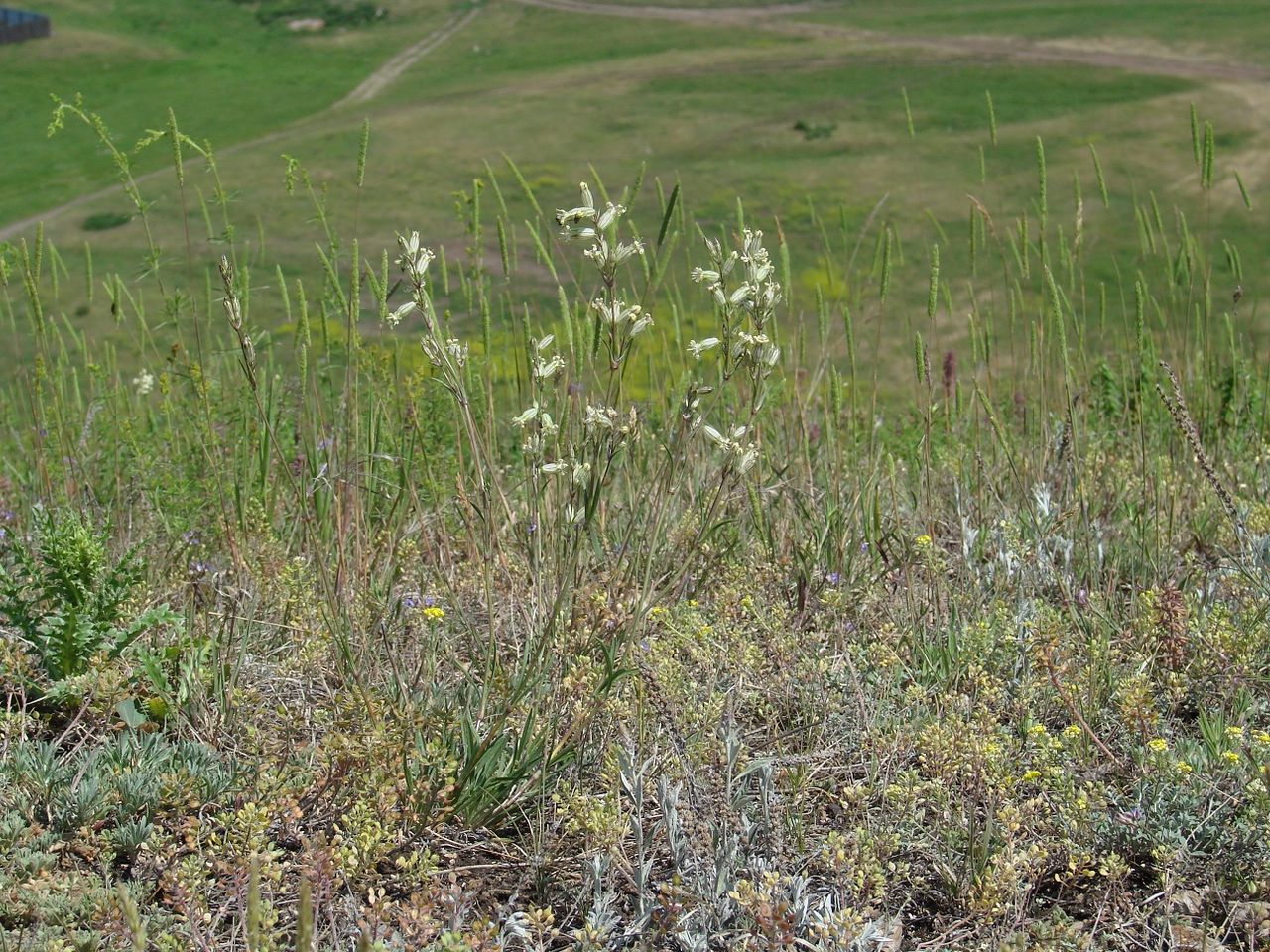 Image of Silene turczaninovii specimen.