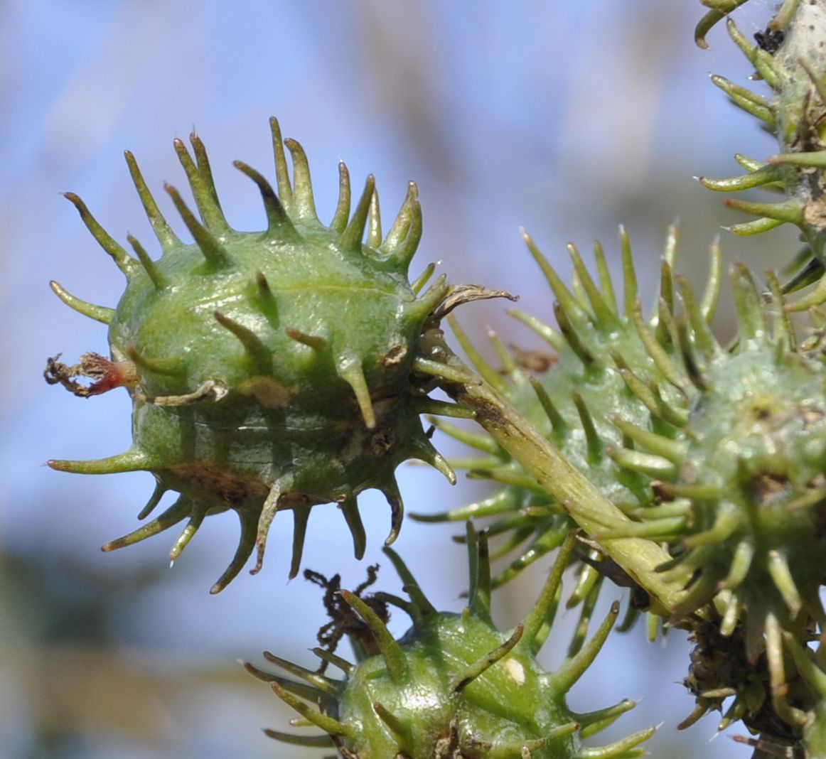 Image of Ricinus communis specimen.