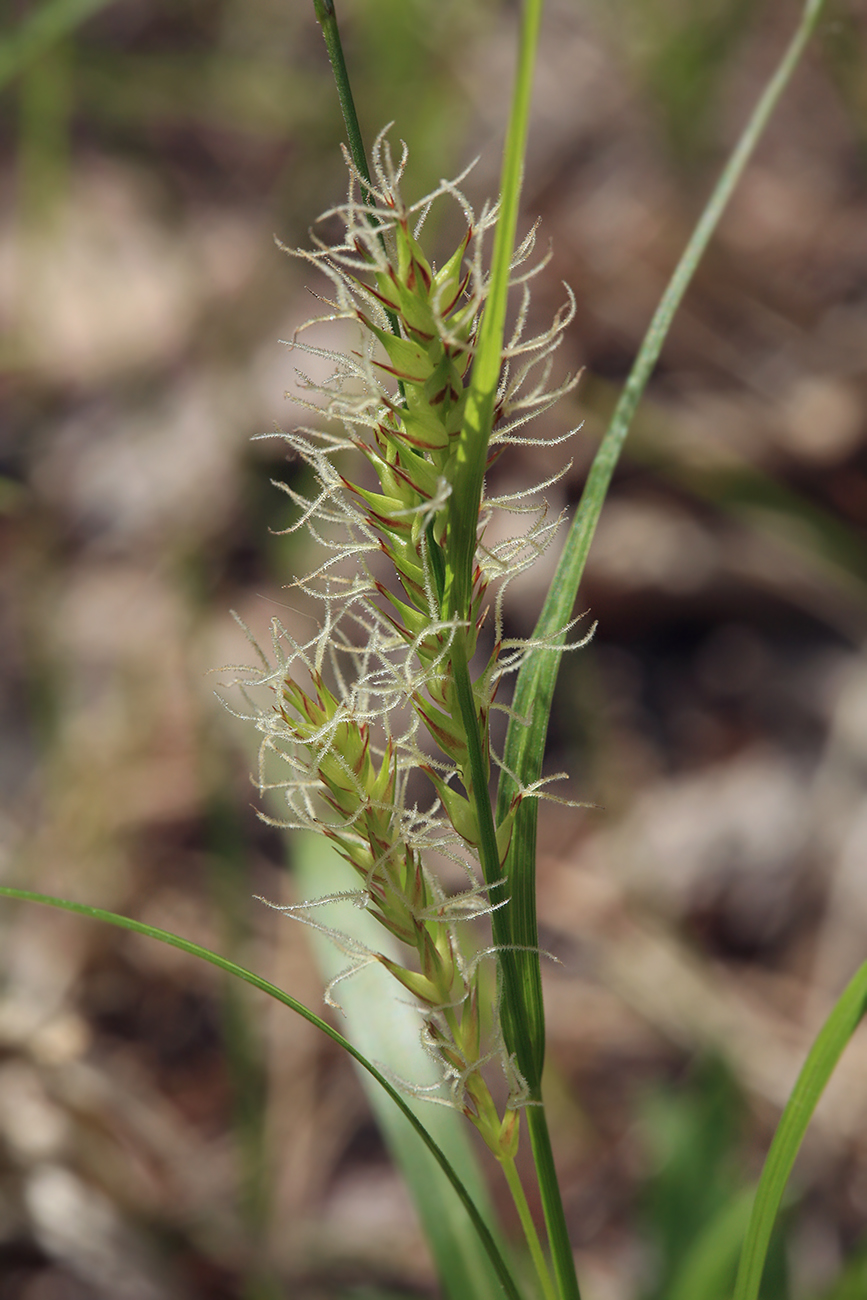 Изображение особи род Carex.