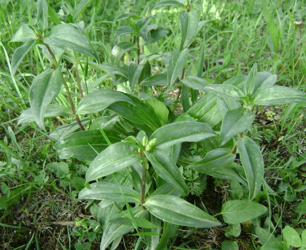 Image of Gentiana cruciata specimen.