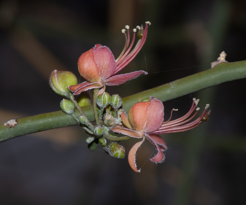 Изображение особи Capparis decidua.