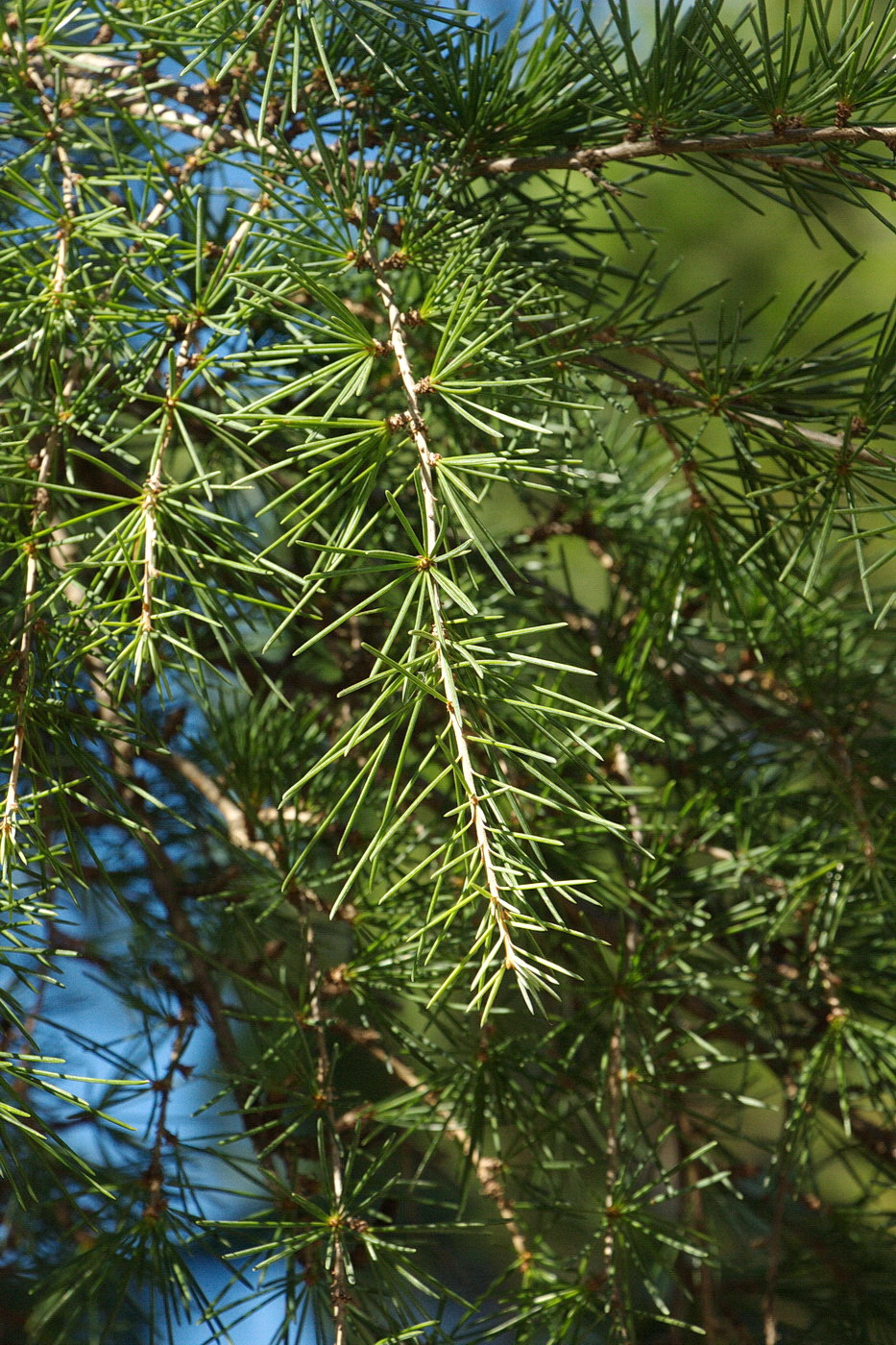 Image of Cedrus deodara specimen.