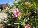 Astragalus inaequalifolius. Часть цветущего растения. Казахстан, Южно-Казахстанская обл., Сырдарья-Туркестанский государственный региональный природный парк, Боралдайский филиал, гора Улькен-Тура, ≈ 1400 м н.у.м., в трещине обнажённого известняка. 06.06.2017.