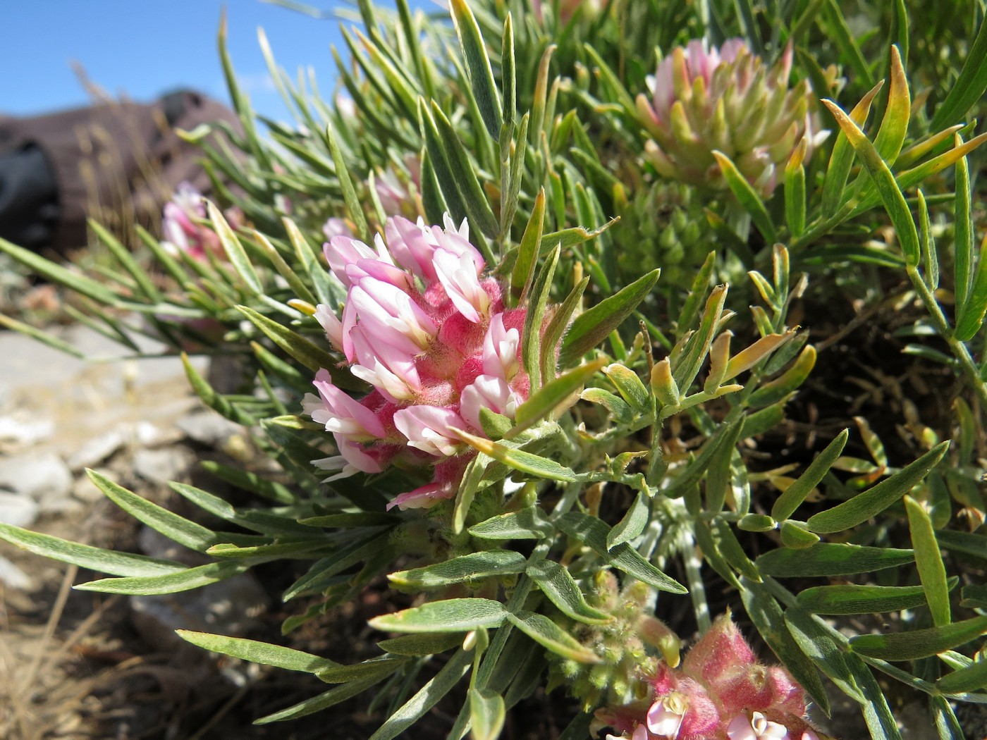 Image of Astragalus inaequalifolius specimen.