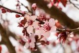 Prunus разновидность pissardii