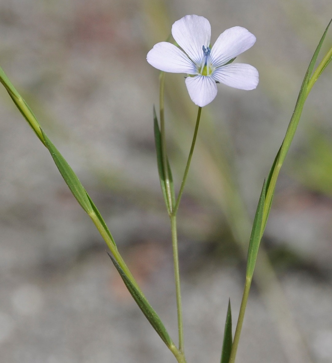 Image of Linum bienne specimen.