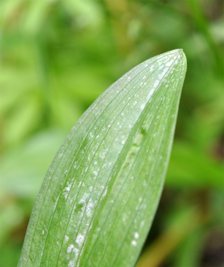 Изображение особи Dactylorhiza fuchsii.