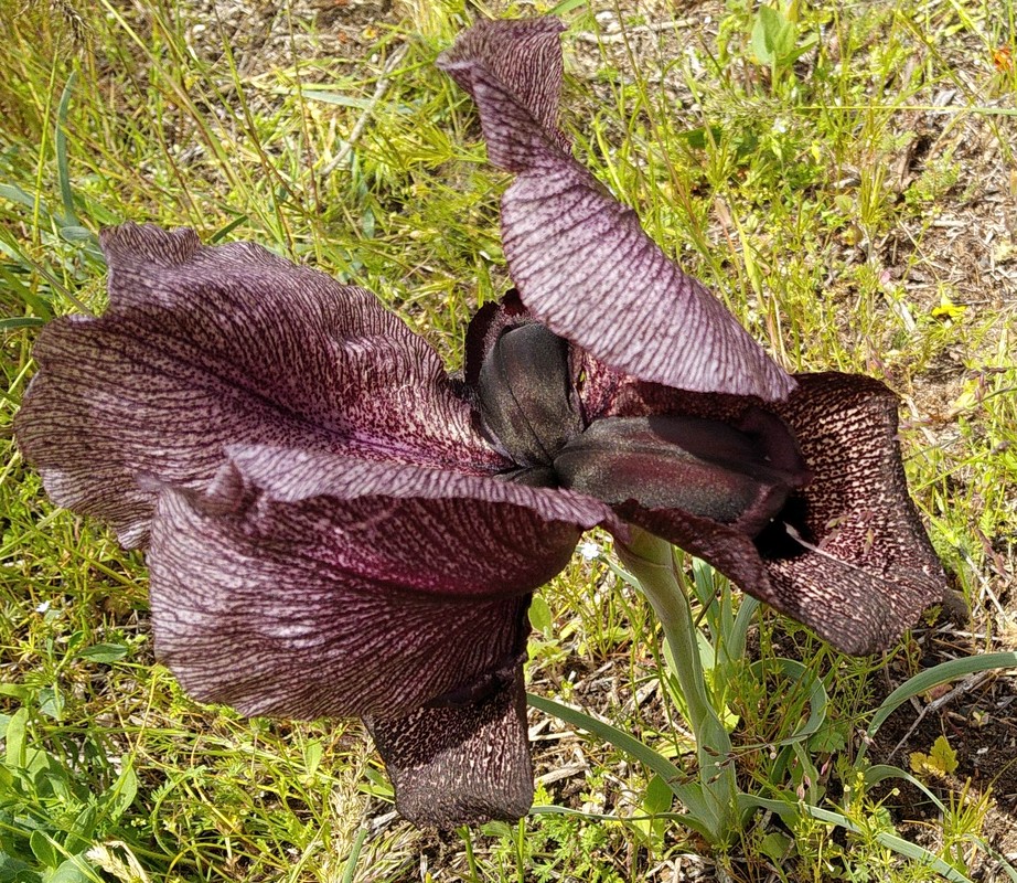 Изображение особи Iris lycotis.