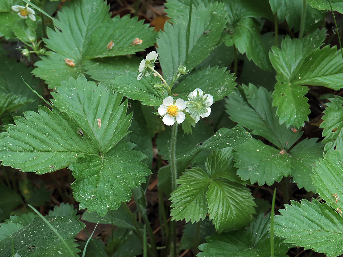 Изображение особи Fragaria vesca.