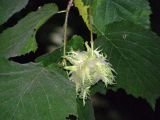 Corylus colurna