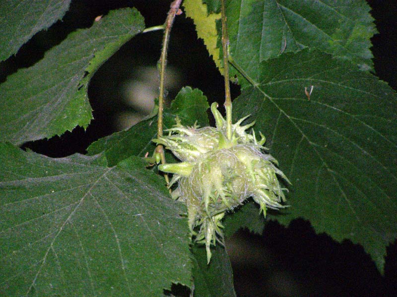 Image of Corylus colurna specimen.