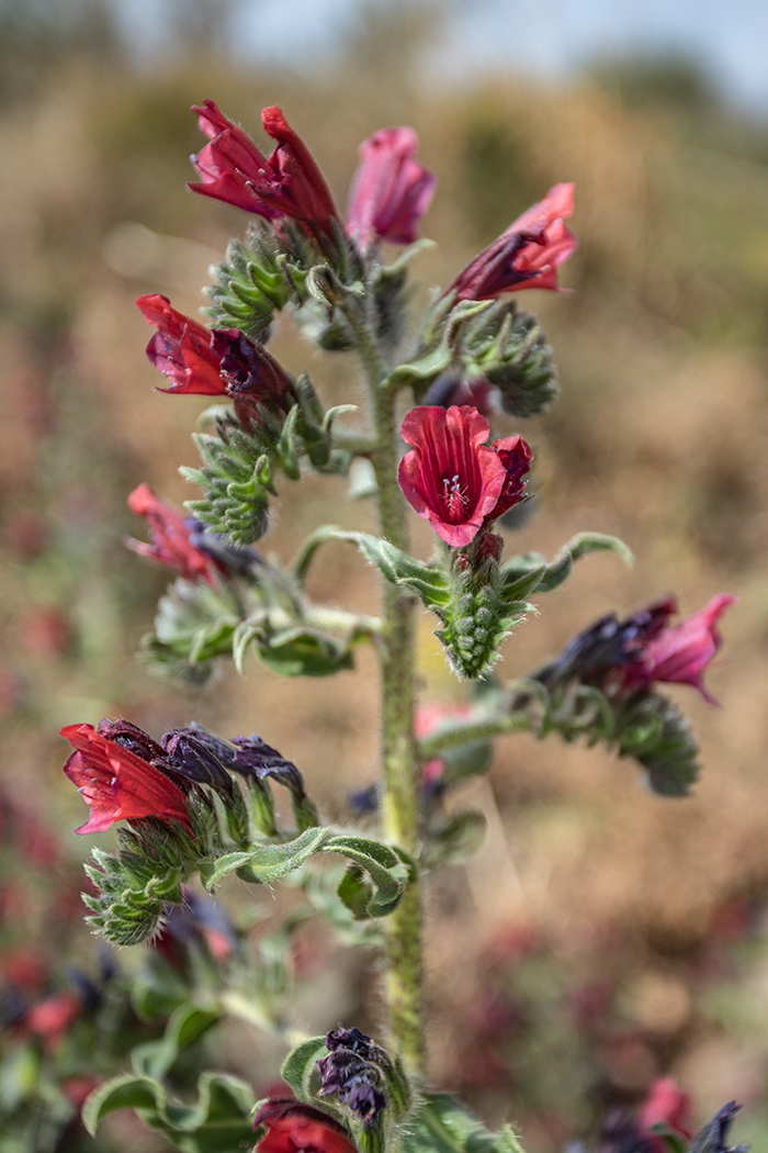 Image of Echium creticum specimen.