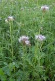 Phacelia tanacetifolia. Цветущие растения. Краснодарский край, север Кубани, ст. Шкуринская, в посевах люцерны. 01.06.2019.