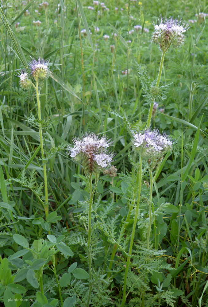 Image of Phacelia tanacetifolia specimen.