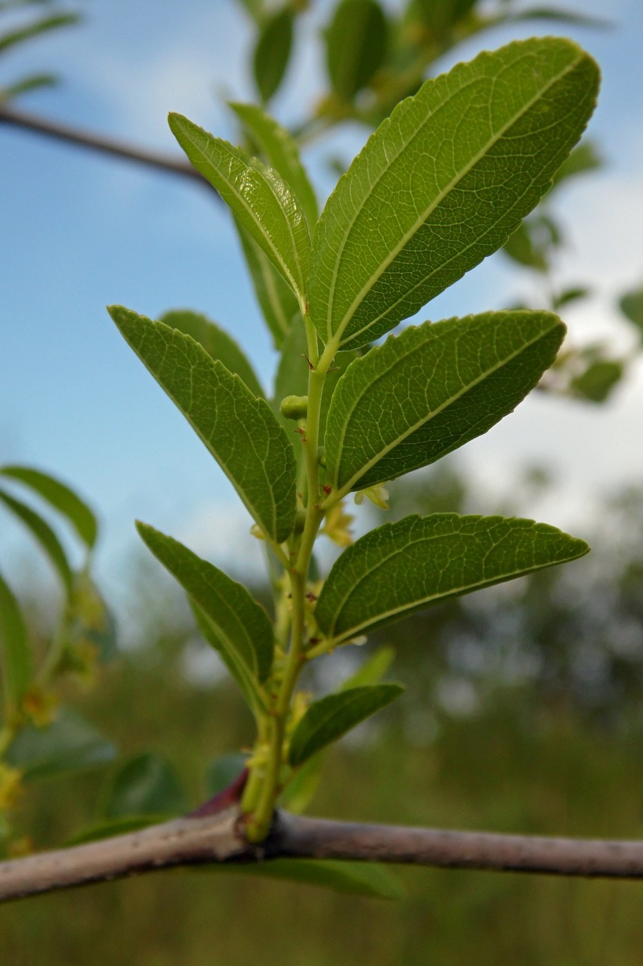 Изображение особи Ziziphus jujuba.