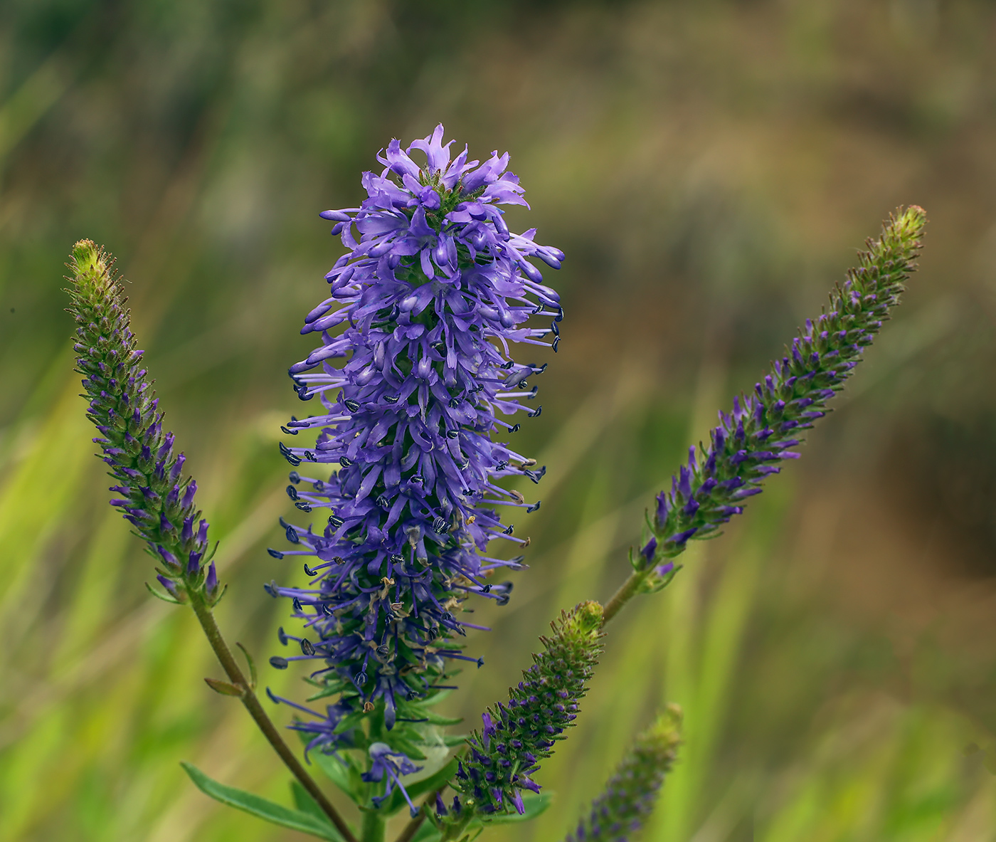 Изображение особи Veronica spicata.