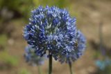 Allium caeruleum