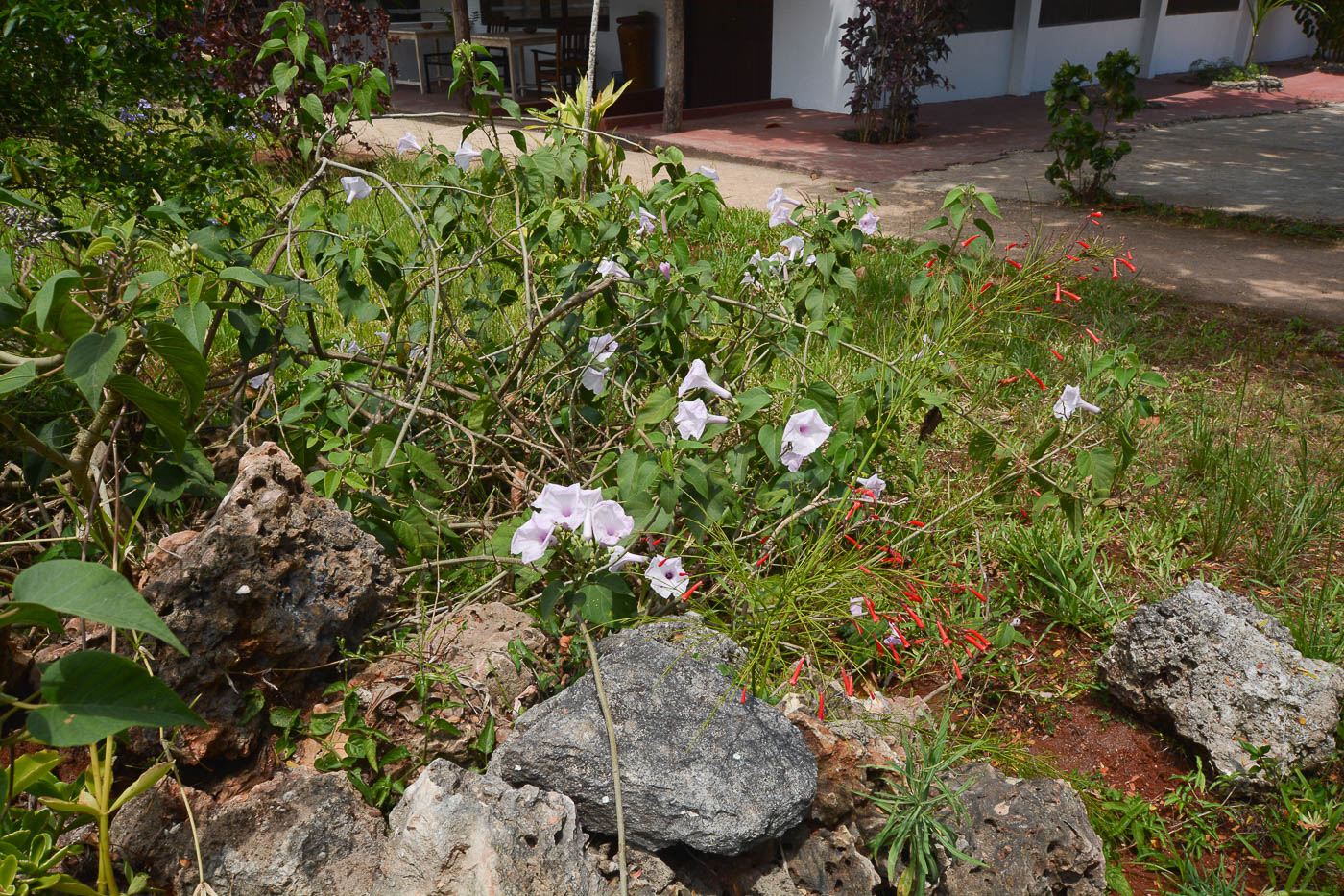 Image of familia Convolvulaceae specimen.