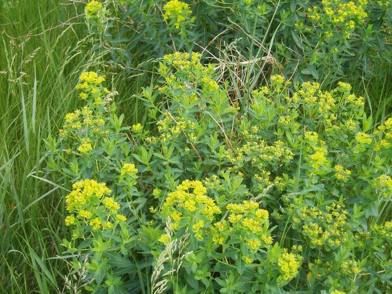 Image of Euphorbia semivillosa specimen.