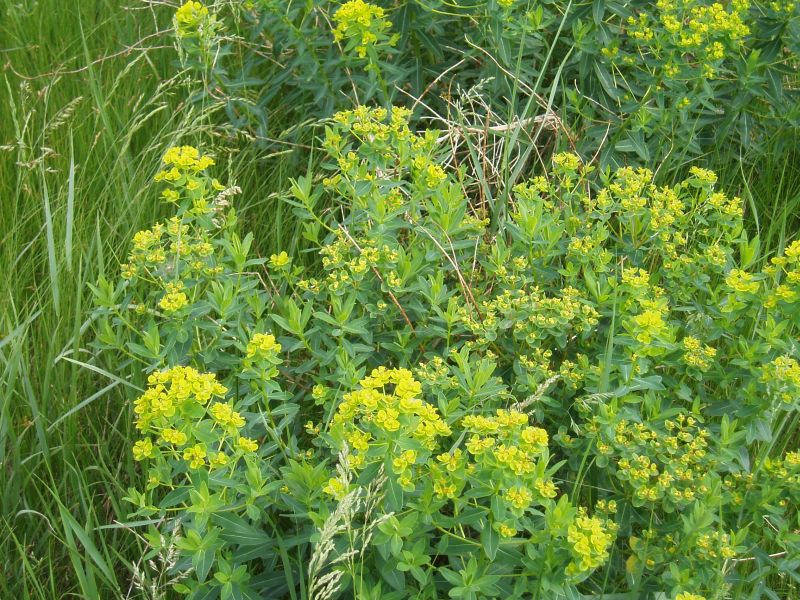 Изображение особи Euphorbia semivillosa.