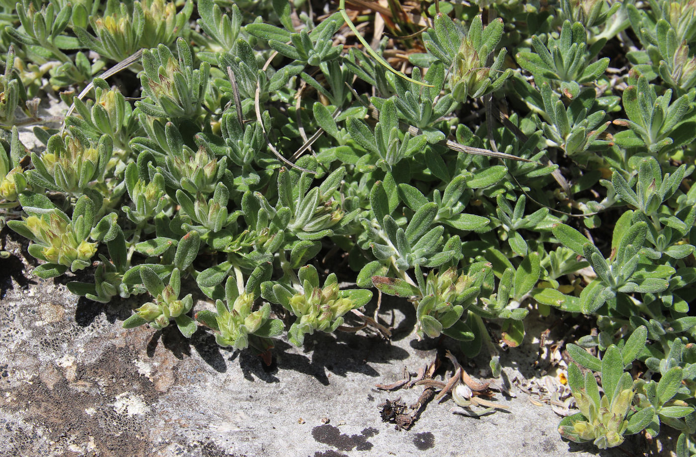 Изображение особи Teucrium jailae.