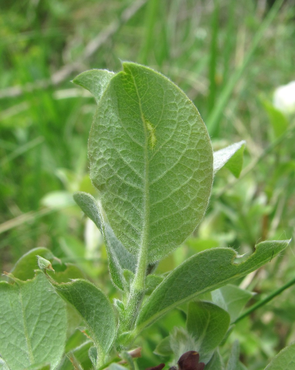 Image of Salix pseudodepressa specimen.