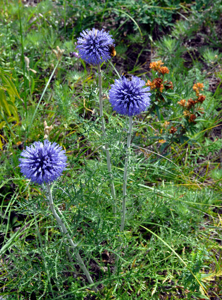 Изображение особи Echinops crispus.