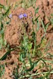 Lactuca tatarica