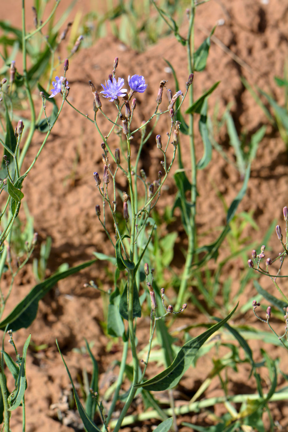 Image of Lactuca tatarica specimen.