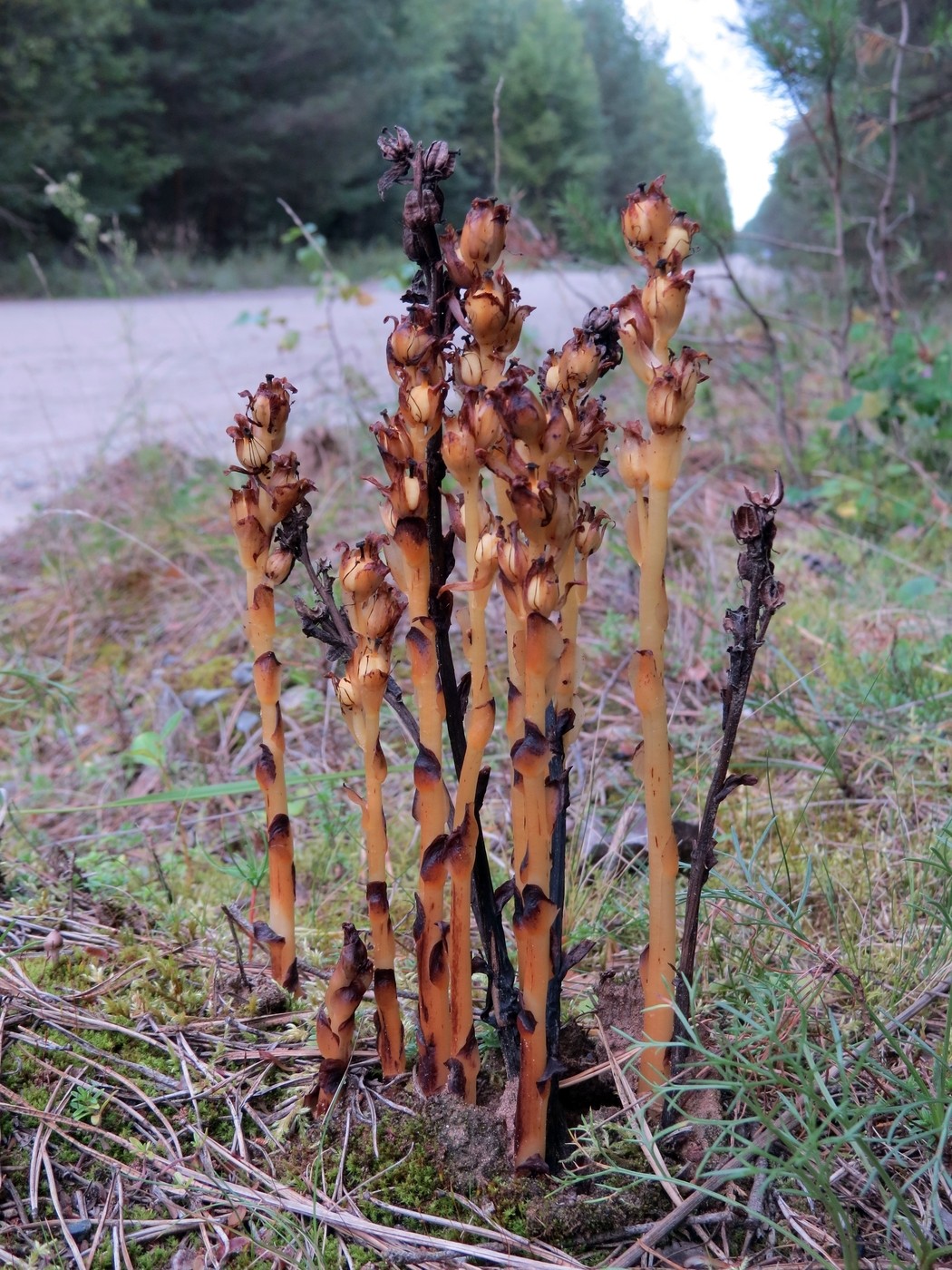 Image of Hypopitys monotropa specimen.