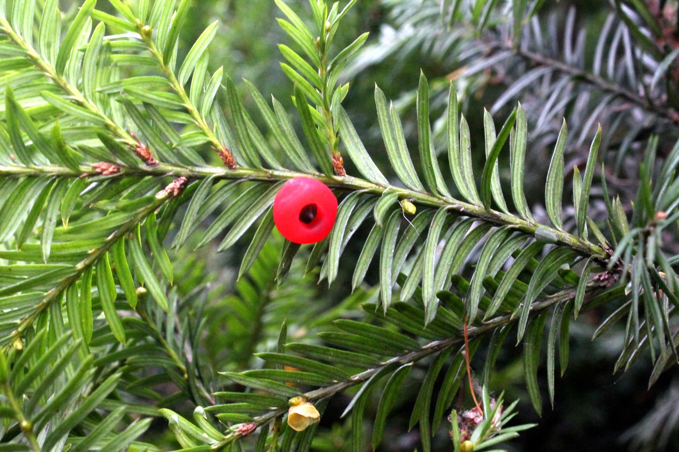 Image of Taxus baccata specimen.