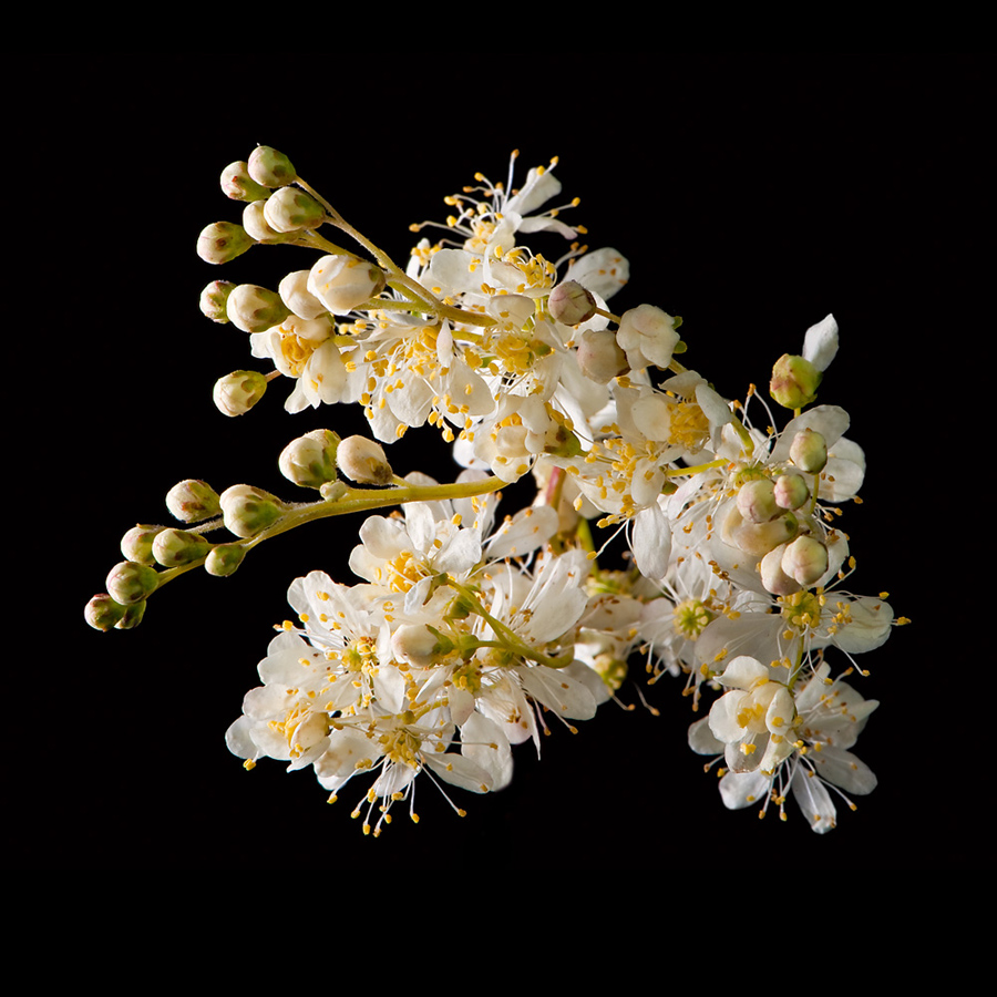 Image of genus Filipendula specimen.