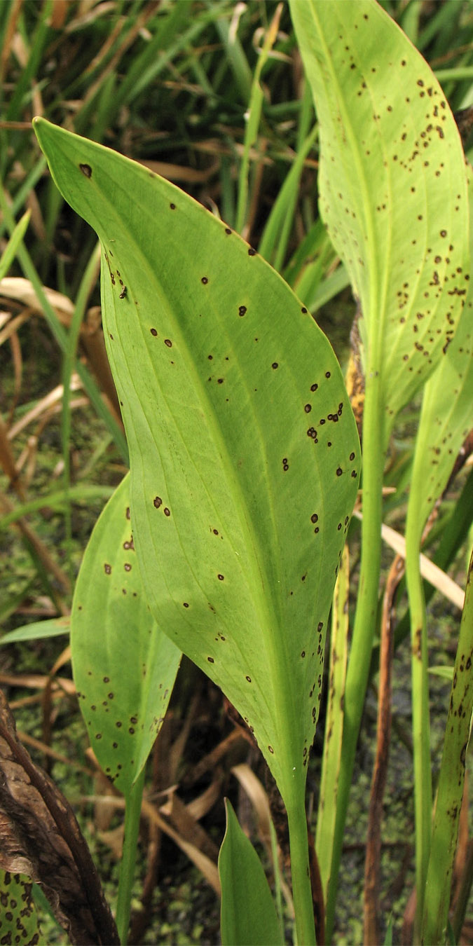 Image of Alisma lanceolatum specimen.