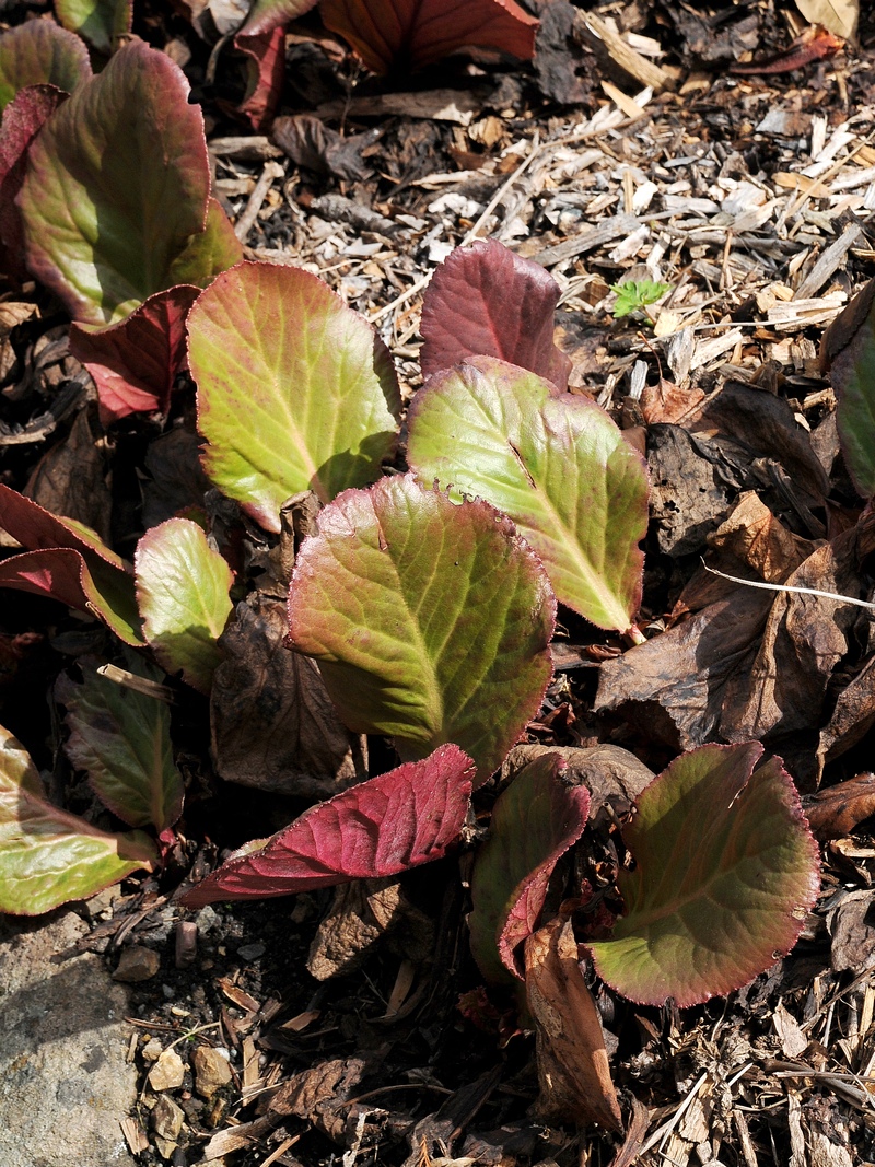 Изображение особи Bergenia stracheyi.