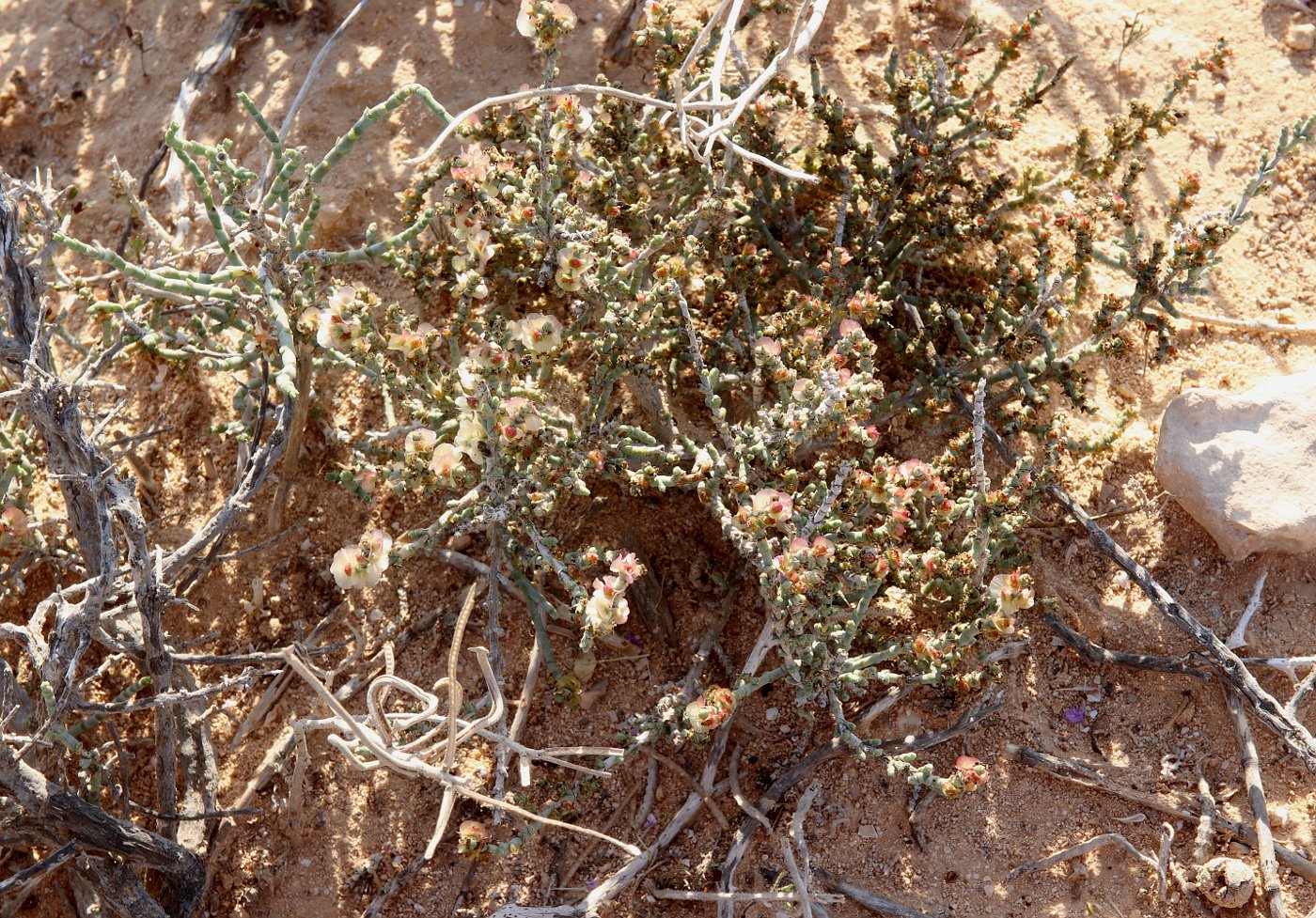 Image of Anabasis oropediorum specimen.