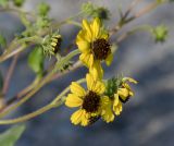 род Encelia. Соцветия с мухой-каллифоридой. Перу, регион La Libertad, пос. Huanchaco, устье сухого русла (Rio Seco). 25.10.2019.