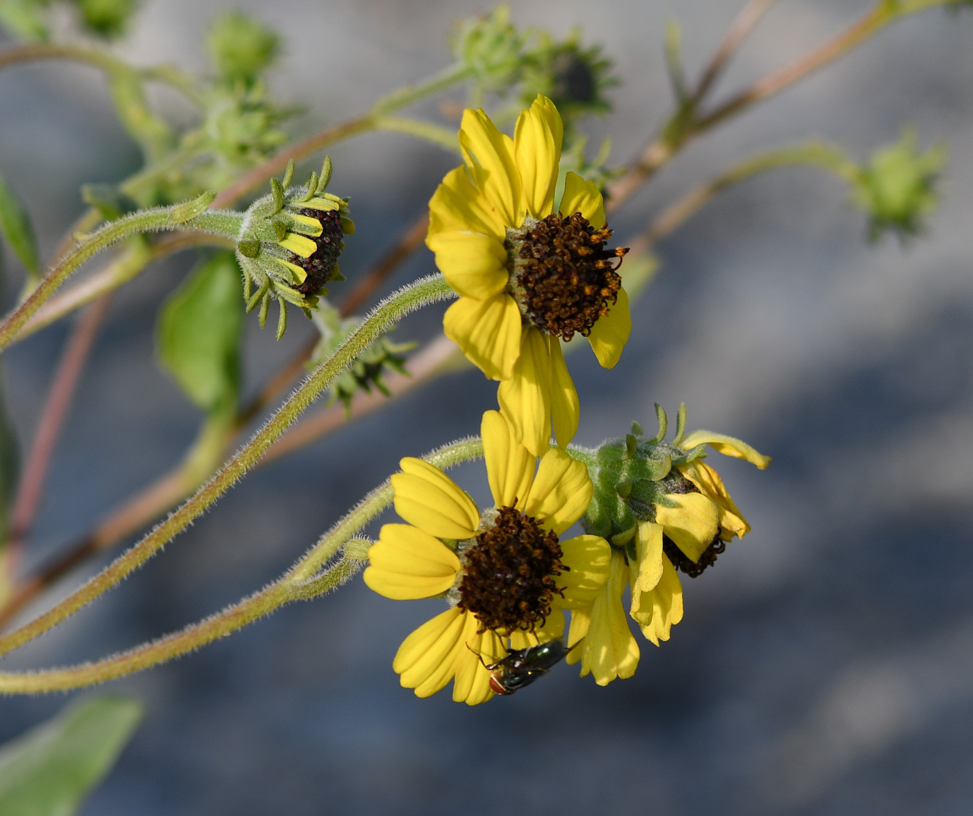 Изображение особи род Encelia.