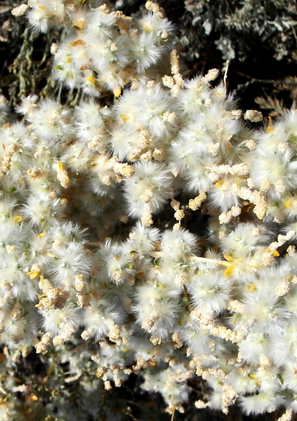 Image of Krascheninnikovia ceratoides specimen.